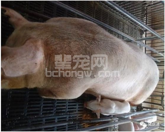 做好这类病防控，守住猪场利润轻而易举