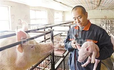 小猪崽打了补血针，全身为什么发紫？