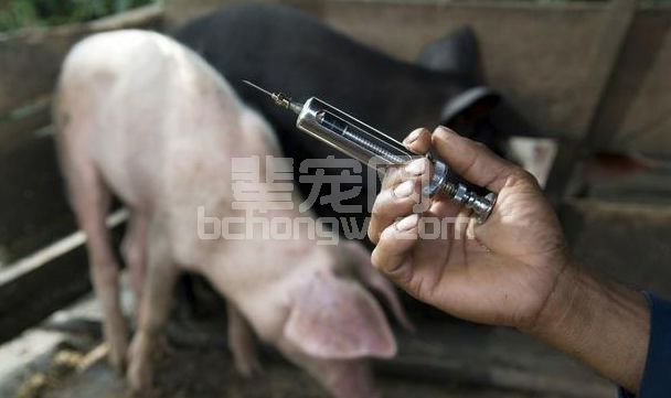 为何养猪人用氟苯尼考却治死了猪？真相只因犯了这几个错！