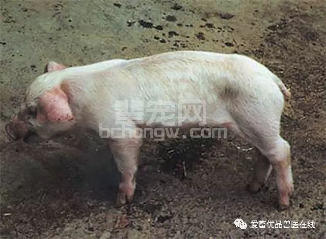 一窝小猪死的只剩一只，感染副猪嗜血杆菌病竟然这么严重