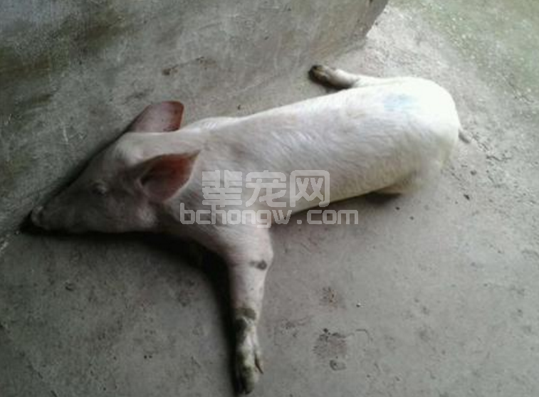 造成猪站立困难的原因及治疗在这里！