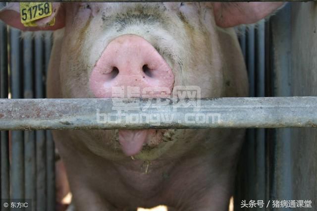养猪的朋友，你知道母猪为啥出现眼屎、泪斑吗？
