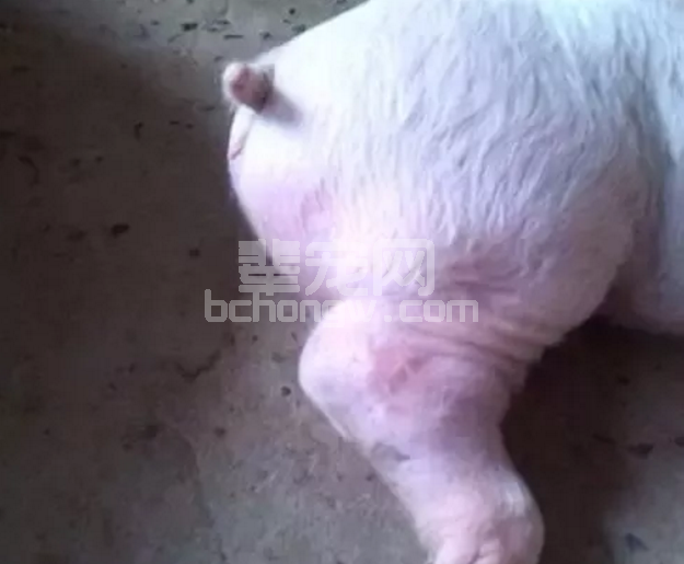 猪得关节炎不要怕，这里有最全的防治方案