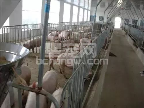 母猪经常感冒，拉肚子，老农也找不到原因究竟什么情况？
