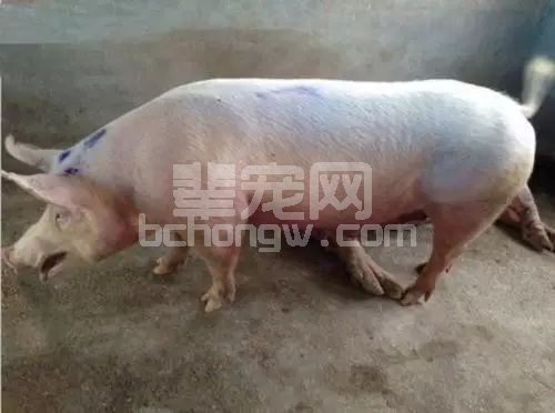 一看就知道猪得了什么病！这几个方法教你“看”猪皮识病