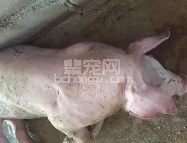 猪甲状腺肿大怎么办？怎么治疗？