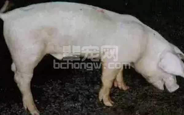 天气骤变，猪场顽固性咳喘开始爆发，中药与抗生素搭配才完美