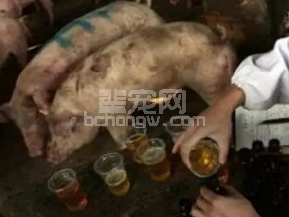猪尿浑浊像石灰粉是啥原因？？？