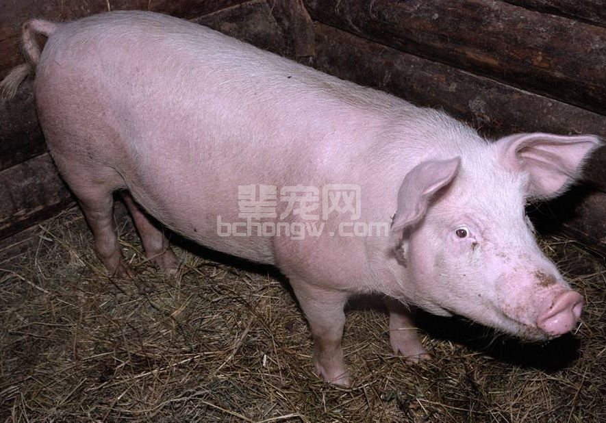 没有二十年的养猪一线经验，总结不出的经典“猪伪狂犬病防制歌诀“！