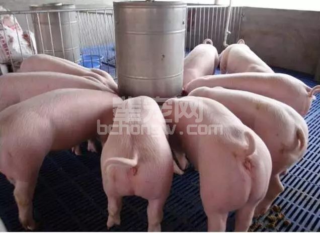 猪反复咳嗽喘气的巧妙处理，学会胜养十年猪！