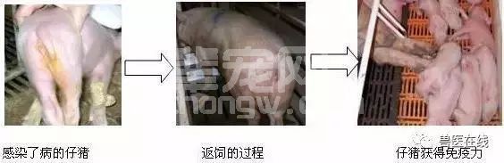 返饲除了治病还有危害，你做对了吗？