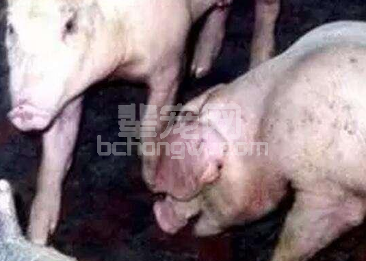 使用醋治这几种病，比打多少头孢、氟苯尼考都有效！