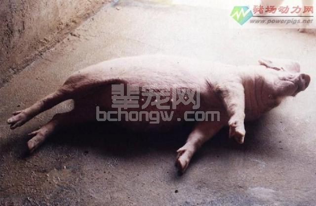 可怕的猪链球菌病，告诉你为何猪圈里不能混养其他动物？