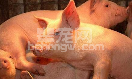 寒潮来袭，每到春节前后猪场频频爆发严重疫情之谜