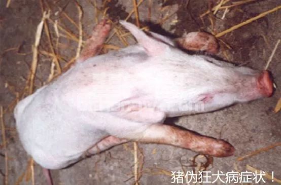 猪出现神经症状是伪狂犬？链球菌性脑炎？