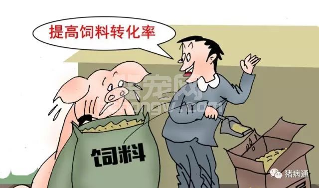 要想养好猪，不得病，必须注意以下几个方面！