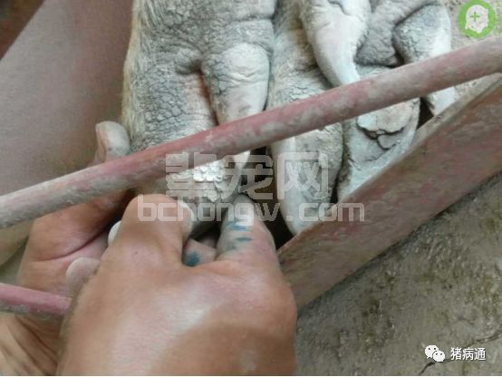 这种病不要小视，猪淘汰率可增加20%以上！