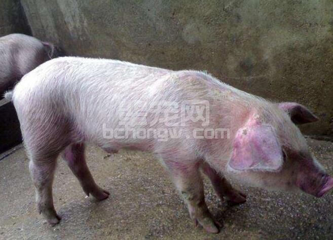 猪病毒性腹泻？三种病原危害最严重