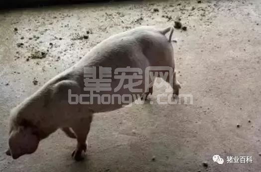 小猪胀气突然死亡，原来是这个病在作怪！