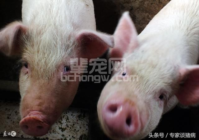 蓝耳疫苗到底能不能做呢？养殖朋友你该这样做！
