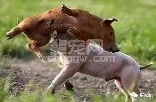 猪这不良恶习，有可能就会造成猪死亡的严重后果！