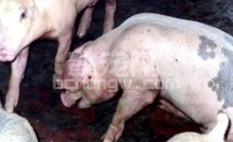 外不治癣，内不治喘，猪咳喘病如何才能轻松搞定？