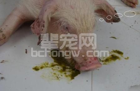 这六种猪病，常引发猪呕吐，提前预防很重要！