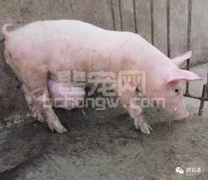 猪得了这种病不要着急，老兽医支招治疗简单好的快！