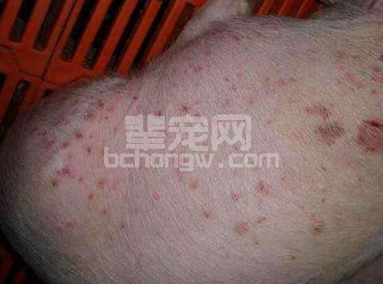 猪身上起痘，红斑怎么回事？