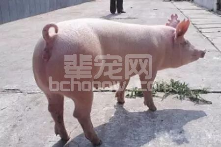 配种时母猪突然嚎叫前冲大量流血，咋回事？