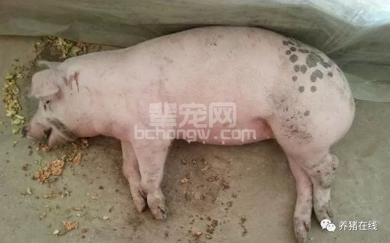 猪突然倒地的急救方法！