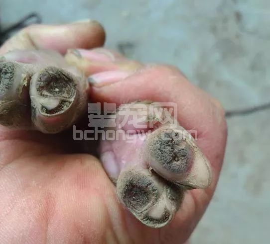 母猪蹄裂可不是小事，千万要重视！
