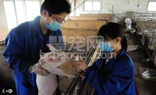猪流行性腹泻的防治要点！一学就会！