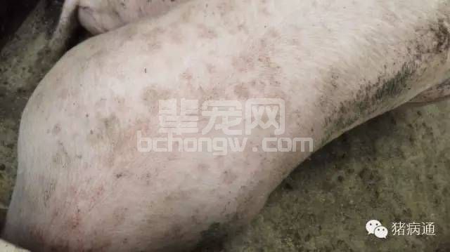 母猪奶水不足和猪身上长痘痘的，这里有妙招！