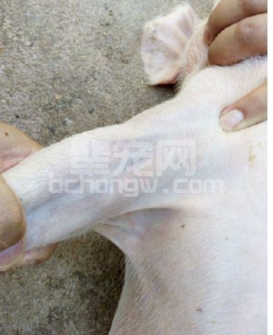 猪前肢静脉推注药物治疗猪病 手把手速成兽医高手