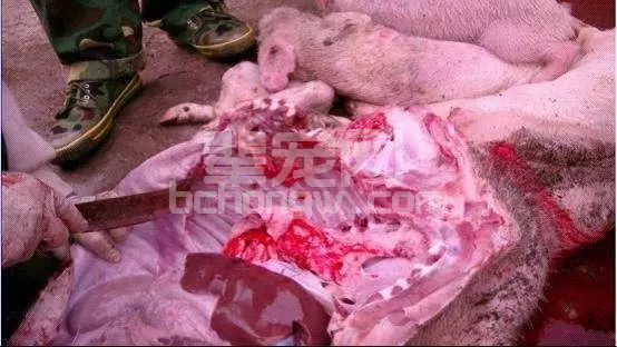 规模场和散户都要注意：猪伪狂犬病新症状出现