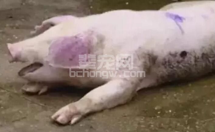 猪慢性死亡？原因简单的让你想不到