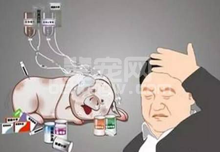 按照发热等级治疗猪“发烧”