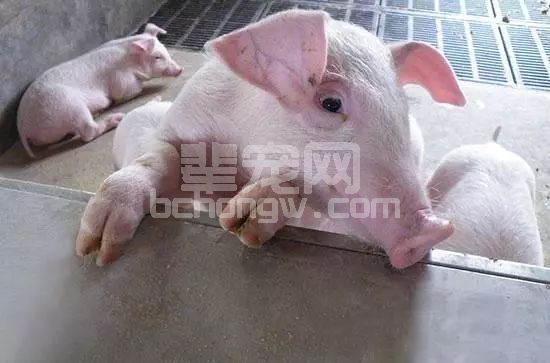 五大原因直接导致养猪场呼吸道疾病高发