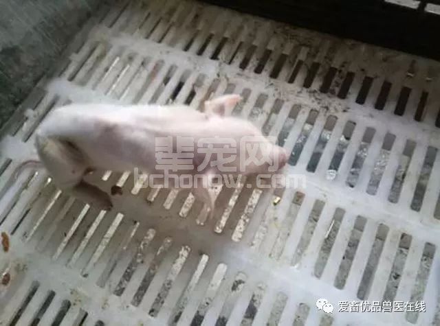 仔猪3天死亡，21天死亡，几乎达到整窝死亡，到底是什么病？