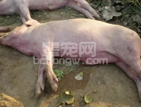 什么是猪软腿病？猪软腿病怎么防治？
