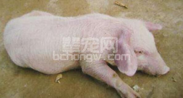 不可忽视的猪弓形虫病防治对策