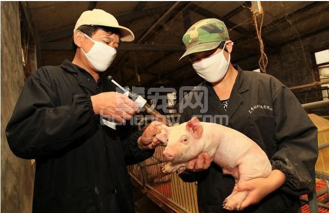 仔猪白痢的防治方案，值得农村的养猪户们收藏！