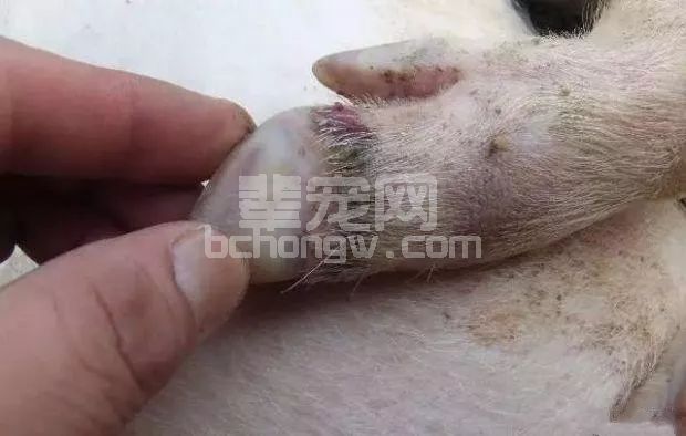 冬季是猪口蹄疫发病高峰期，如何采取预防措施？