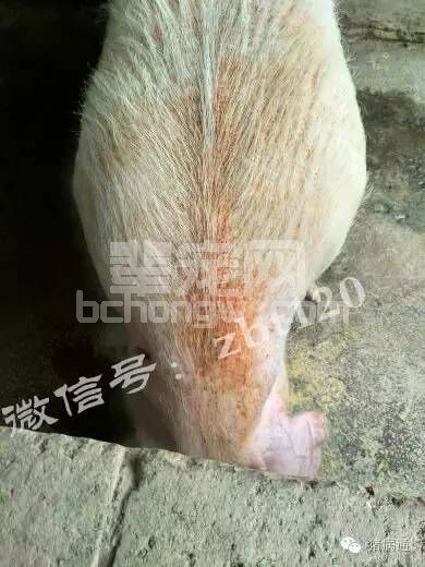 这几种病都有同一相似症状，千万别搞错了！