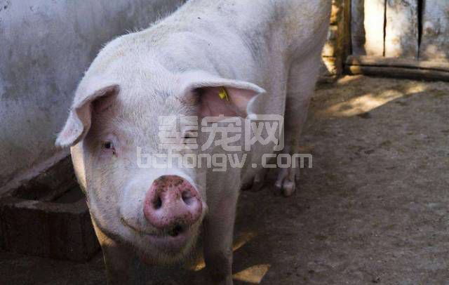 母猪产后子宫内膜炎多发，应该如何防治给药？