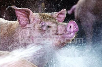 猪中毒了怎么办？快看不同中毒阶段、不同解毒方法!