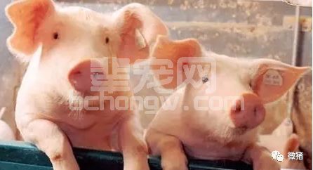 养猪人不可忽略的猪场喘气病