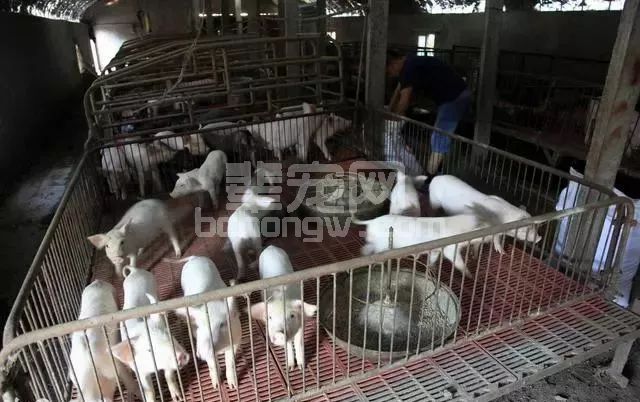 小猪顽固性拉稀，养猪人大剂量猪瘟苗预防，靠谱吗？