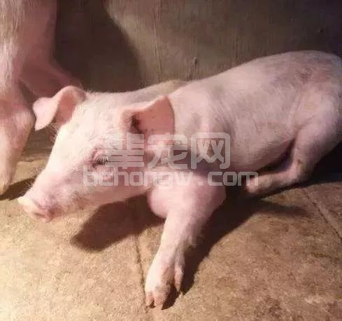 仔猪关节炎严重可致死亡，这些实用治疗方法你知道吗？